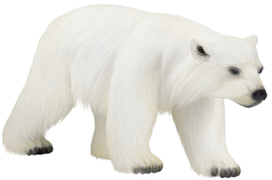 Polar white bear PNG-23490
